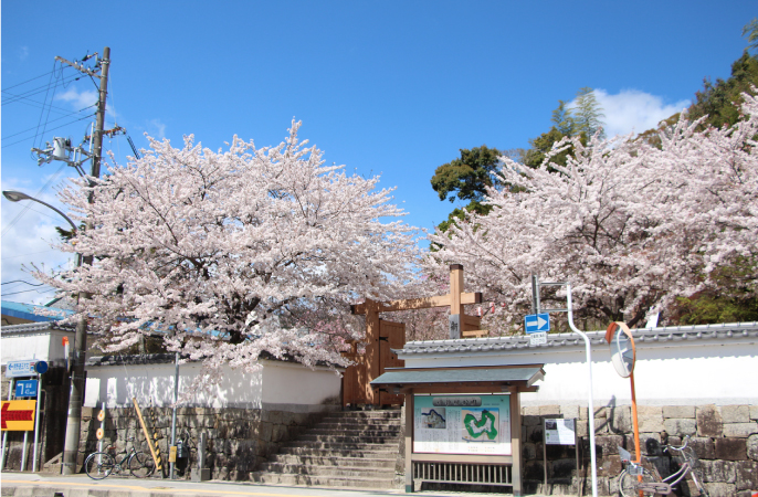 新宮城桜　福