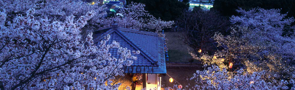 新宮城（丹鶴城）跡の桜