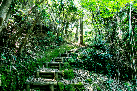 高野坂小径：写真