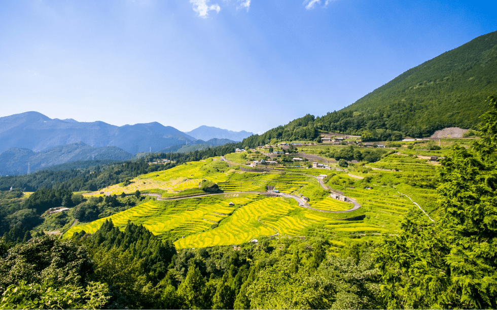 丸山千枚田：写真