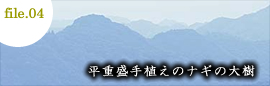 平重盛手植えのナギの大樹