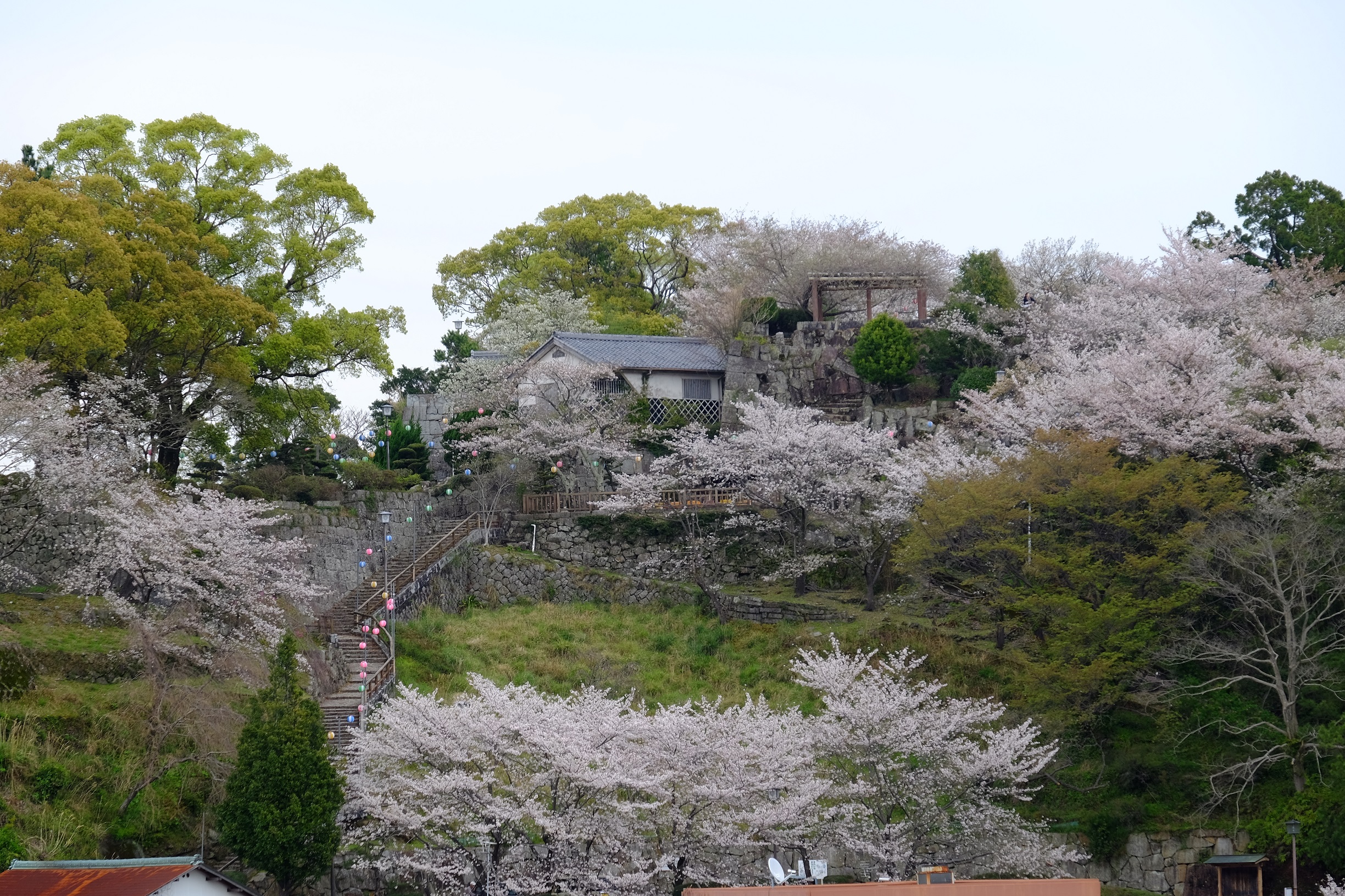 新宮城跡の桜のライトアップ期間