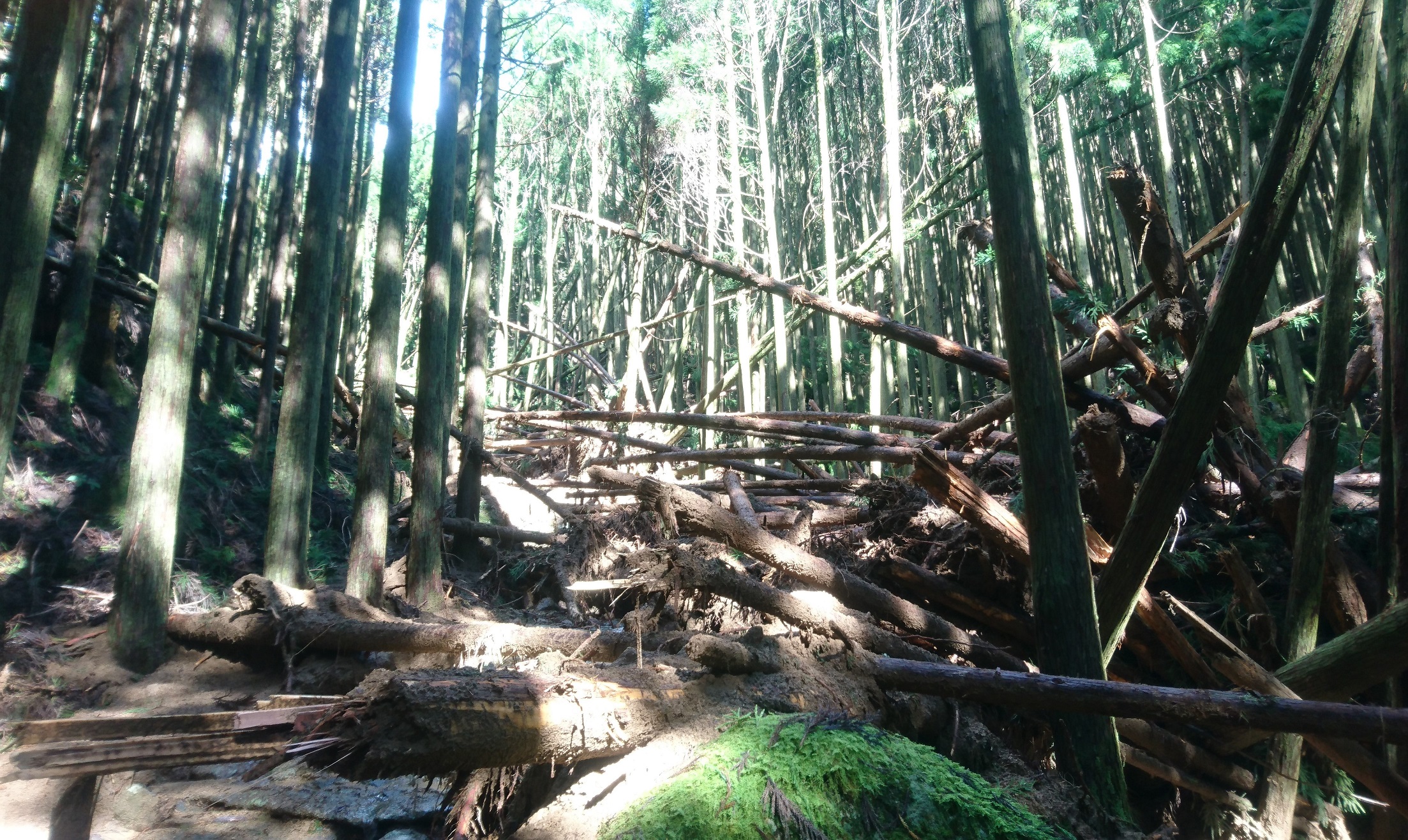 Kumano　Kodo Ogumotorigoe